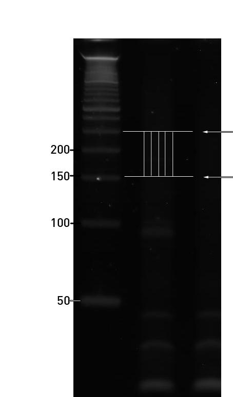 Size select the cdna Run the gel until the leading dye front is 1 cm below the middle of the gel 8.