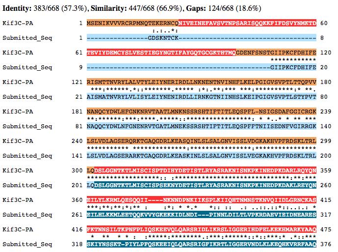 Figure 16 Alignment of Kif3C-PA amino acid sequence compared with gene model generated by this project.