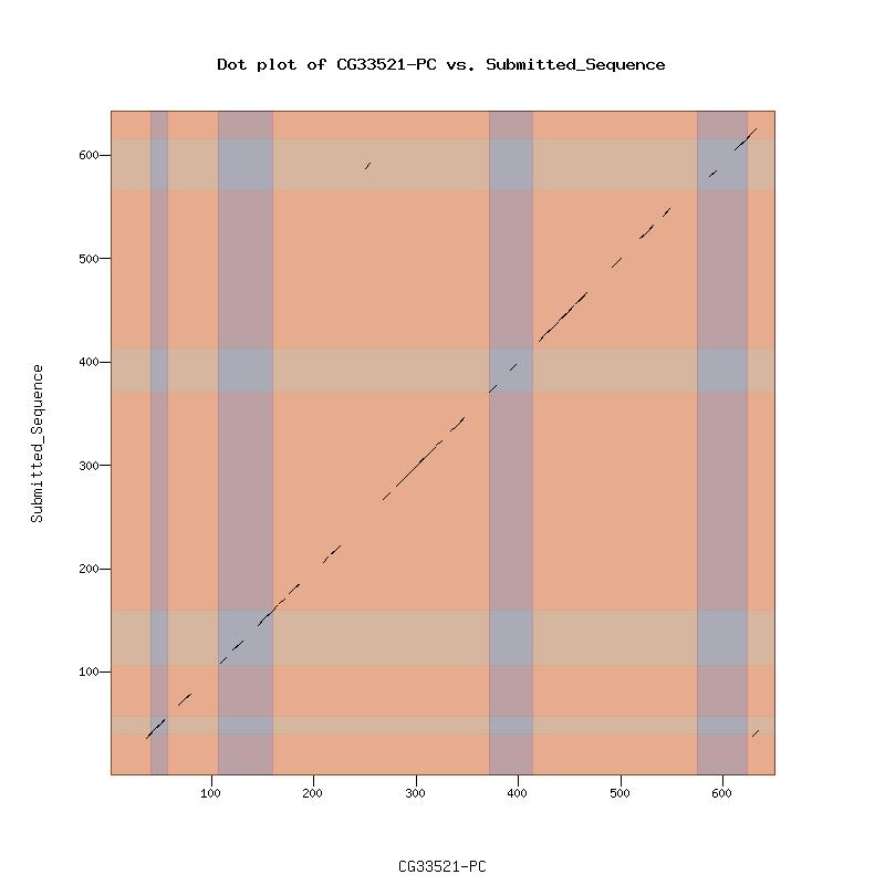 Figure 24 Dot plot of CG33521-PC versus the gene model found by this project. The large gaps in the dot plot can be attributed to divergent evolution.
