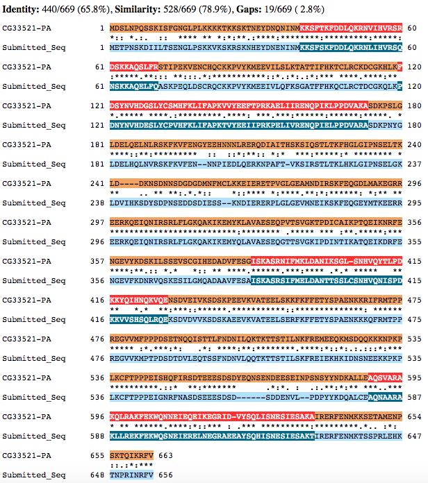 Figure 26 Alignment of CG33521-PA amino acid sequence compared with gene model generated by this project.