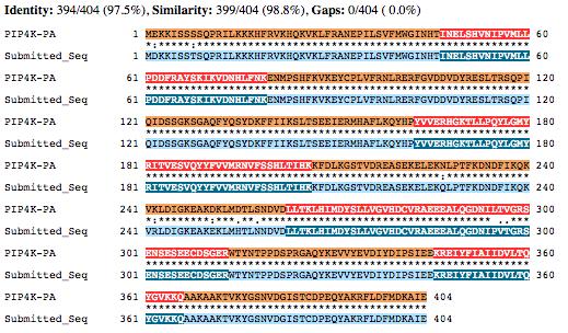 Figure 33 Alignment of PIP4K-PA amino acid sequence of D.