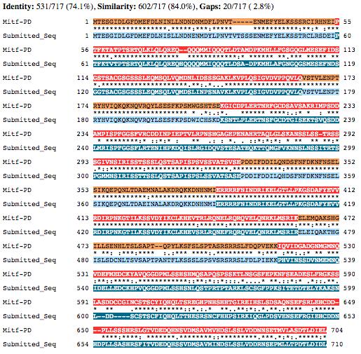 Figure 40 Alignment of Mitf-PD amino acid sequence with gene model generated by this project.