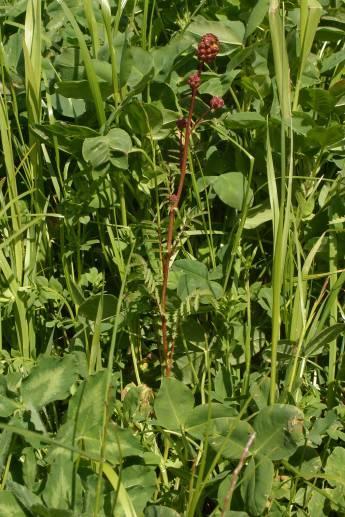 Herbal leys Increase biodiversity by definition Grazing possibly detrimental to