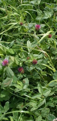 Herbal leys: livestock farmers Benefits for biodiversity: Greater biodiversity of species in sward Huge advantages for invertebrates, soil micro-organisms, birds and other wildlife Benefits for