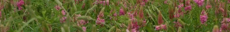 Healthy Hay Four year Marie Curie/EU research project 12 European research institutes inc NIAB and Reading Reinvent role of sainfoin as a fodder crop, once 1 in 7