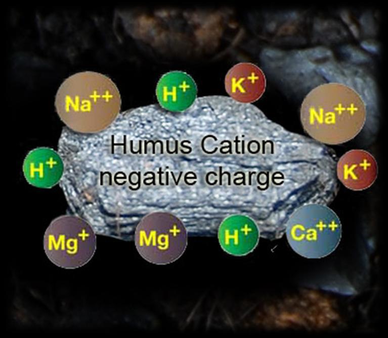 I N C R E A S E D C AT I O N E X C H A N G E C A PA C I T Y Sand-based rootzones possess a low cation exchange capacity (CEC) Cations are positively charged ions such as calcium (Ca2+), potassium