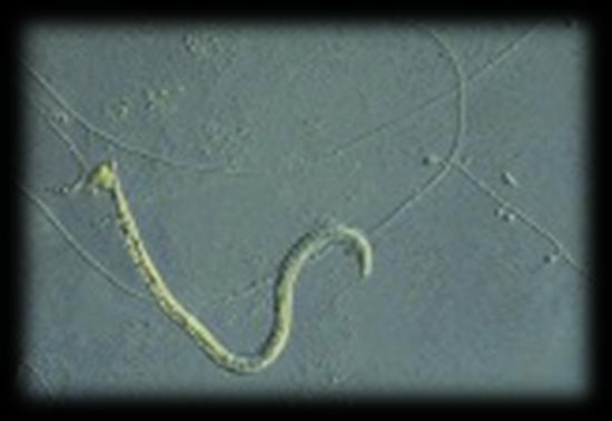 with its prey, fungal mycelia penetrate the nematode and spontaneously differentiate into functional structures, known as traps, which will