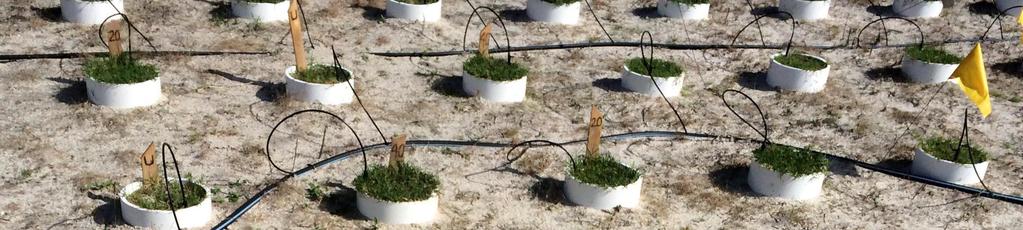 C O M A N D R E S E A R C H R E S U LT S During grow-in the bermudagrass sprigs filled in much faster in soil amended with either 20% or 40% Comand than in soil amended with peat At six months after