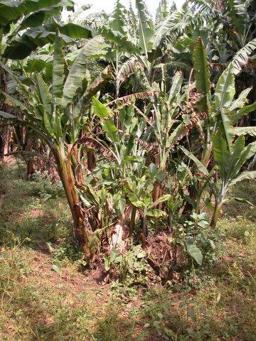 Attempts to control banana pathogens == with