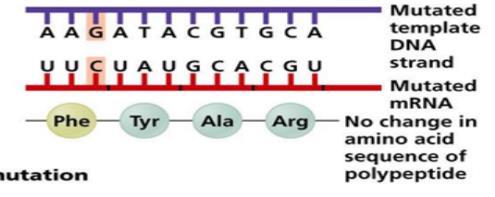 Frameshift Substitution Types of Mutations Silent If a single base substitution occurs and the