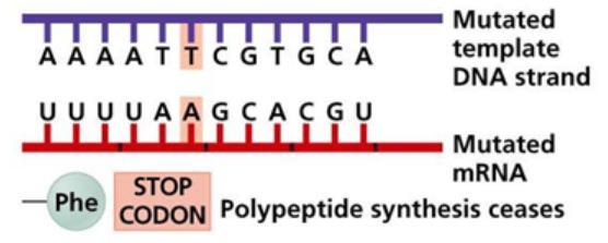 Thus, the amino acid sequence encoded by the gene is not changed and the mutation is said to be