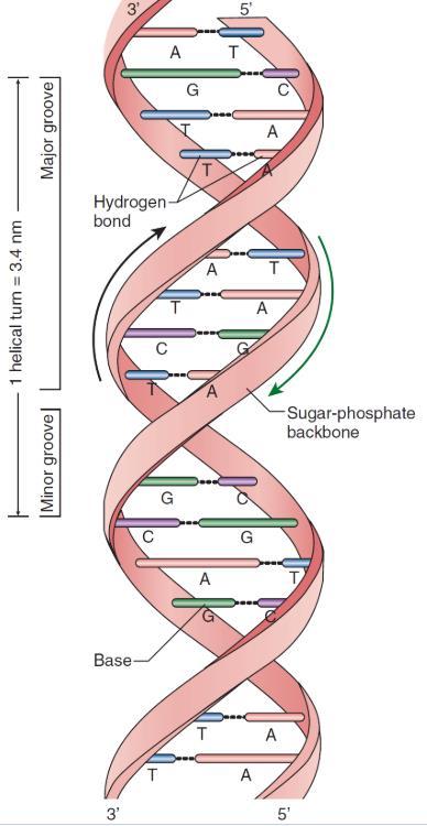 DNA Structure The DNA structure of Prokaryotes is similar to that of Eukaryotes.