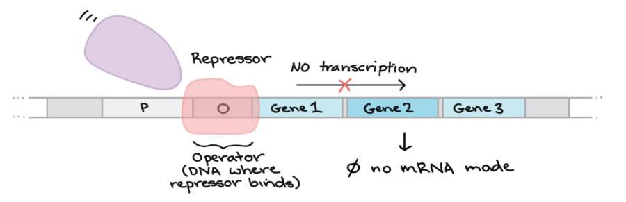 Regulation of Transcription in Prokaryotes There are various forms of gene regulation, that is, mechanisms for controlling which genes get expressed and at what levels (e.g. Attenuation).
