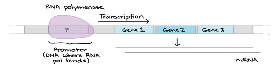 E O - Operons contain regulatory DNA sequences (Promoter where RNA polymerase binds) that control transcription of the operon's genes.