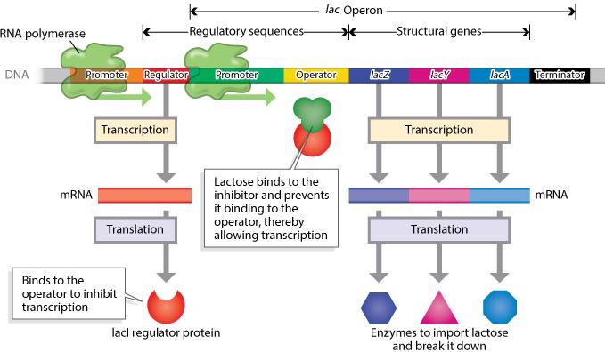 2) Activator, when bound to its DNA binding site (enhancer), it increases transcription of the operon (e.g. By helping RNA polymerase bind to the promoter).