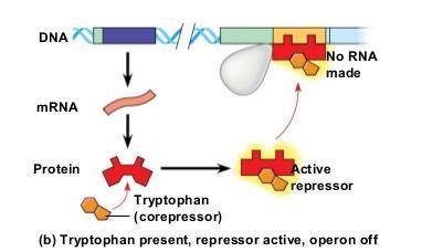 1) Inducible operon means that they are usually Off and doesn t turn on unless its induced by small molecules
