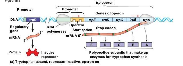 Example: Lac Operon which encodes enzymes for the metabolism of lactose, is usually off repressed by a lac regulatory