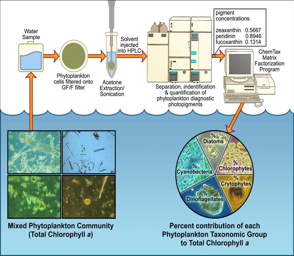 Looking into the green box: : phytoplankton taxonomic group