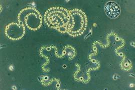 2 Diatoms 1 1 Cryptomonads 0  Ammonium