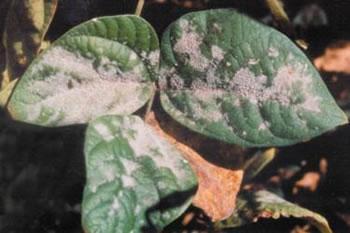 To control powdery mildew, sow resistant varieties, if available. If sowing susceptible varieties, fungicides may be needed to protect the crop.