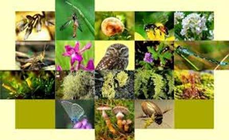 Biodiversity The VARIETY of ORGANISMS found within an ECOSYSTEM is known as its BIODIVERSITY.
