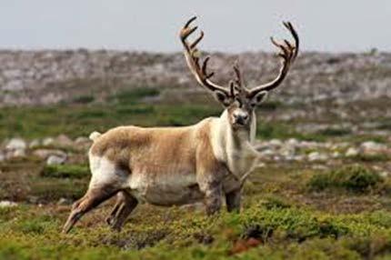 are NOT REVERSED Example: Woodland Caribou Threats include HABITAT DESTRUCTION from forest