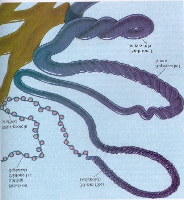 1. The nucleosome consists of four histone molecules (H2A, H2B, H3 and H4) with a strand of double helical DNA wrapped around them.