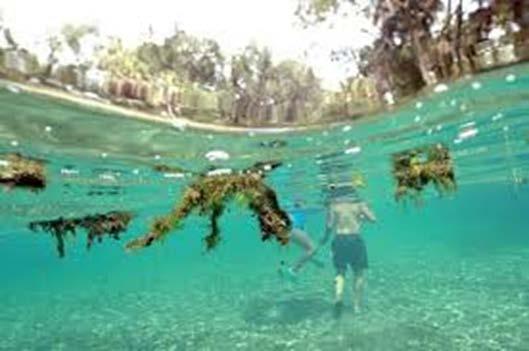 Nitrate-Impaired Spring Waters The water quality in several Outstanding Florida Springs is impaired due to elevated nitrate concentrations Many sources contribute nitrogen in