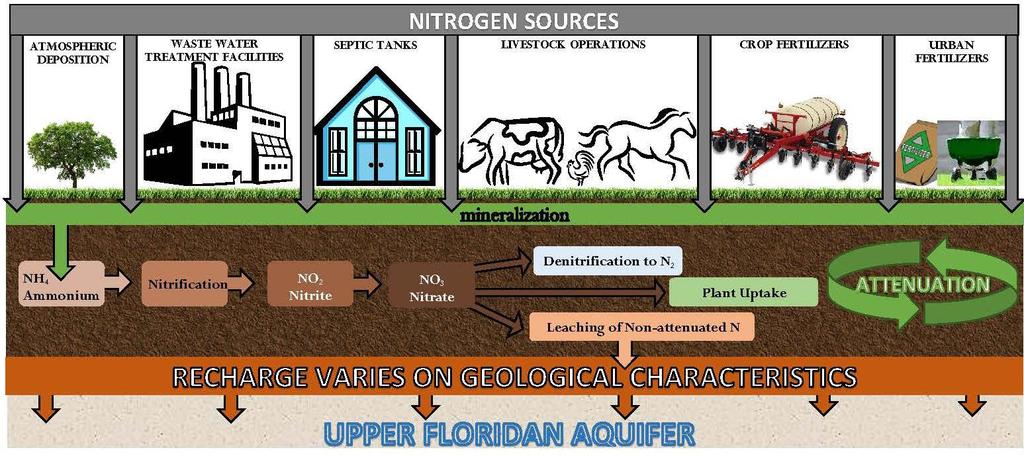 Nitrogen Cycle and Nitrogen Attenuation Processes that control the transformation of N in soils and the subsurface.