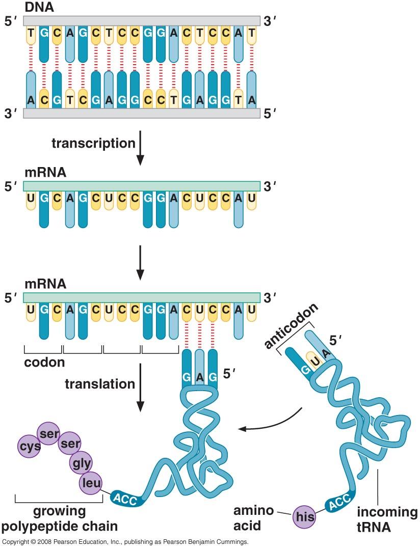 Converting mrna sequence to protein sequence