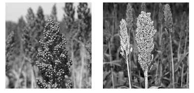 HOMEWORK 7 1. Sorghum is an important food crop in some parts of the world. The colour of the seed husk (coat) is controlled by a single gene.