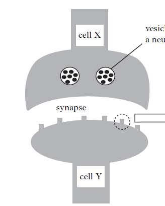 3. The diagram below shows two nerve cells in the brain. Structure A Receptor (a) What name is given to the tiny space between cell X and cell Y?