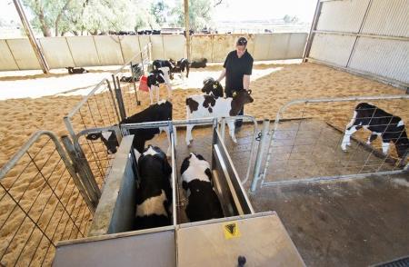 Automated calf feeding