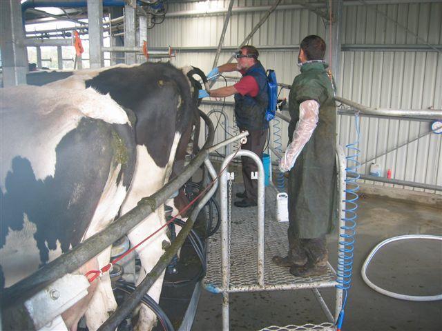 on farm IDEXX milk pregnancy tests are