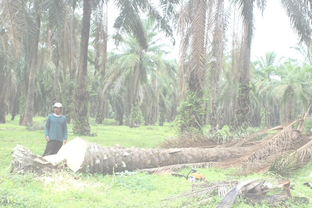 The Invention for Oil Palm Trunk Utilization Cutting-Crushing The Felled Down Oil Palm Trunks Fibrous Mash Skin Separation Drying-Pressing Air Classification Starch Rich Flour Fiber