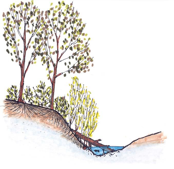 Plant debris protects exposed soil and roots bind soil particles to resist erosion and stabilize slopes. Improving Aquatic Habitat Roots help to bind soil together.