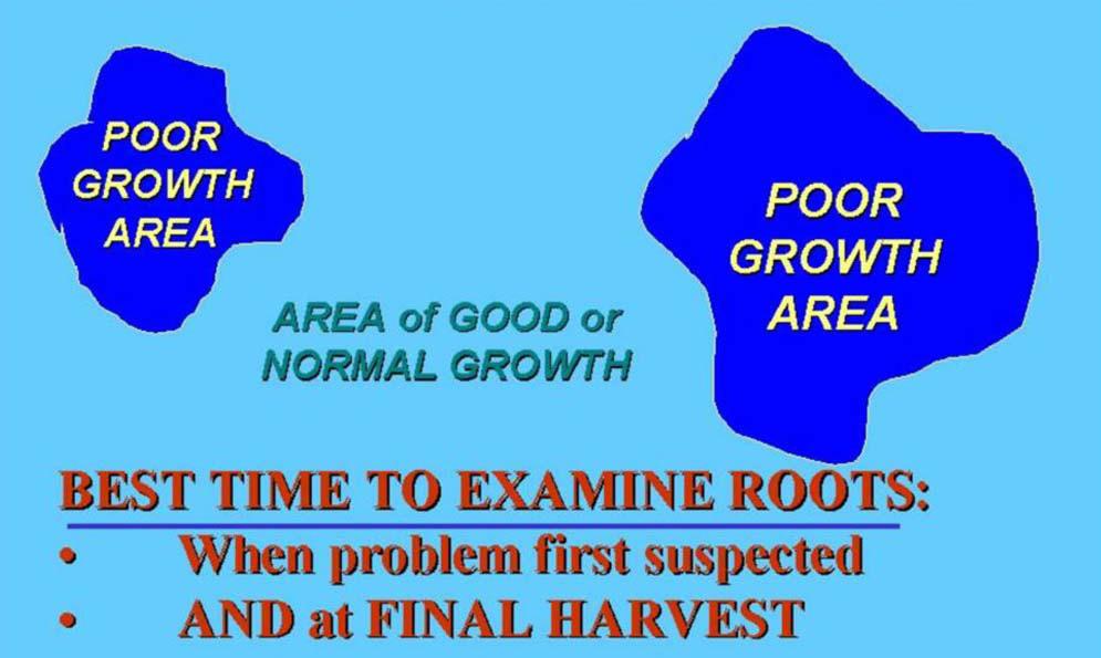 Figure 6. Suggested strategy for collecting post-plant soil samples for nematode analysis comparing sampling results from areas of good and poor plant growth.