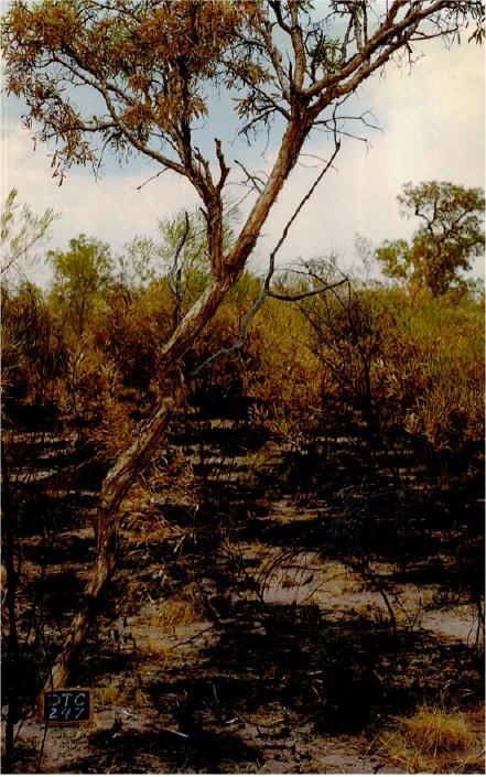 Biochar Stability Fresh Grass Biochar Inceptisols (Northern Territory, Australia) 13 and 15 profiles 27 C MAT, 887 mm MAP Grass vegetation under varying assumptions of burning severity and BC