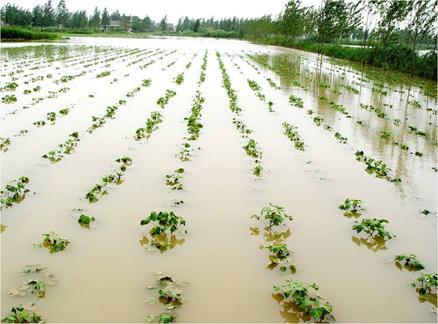 1. Background Floods are major natural disasters in China, causing significant agricultural losses South China is prone to surface and subsurface waterlogging.