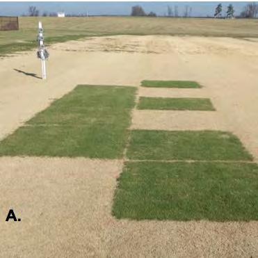 Overseeding Research Improved visual