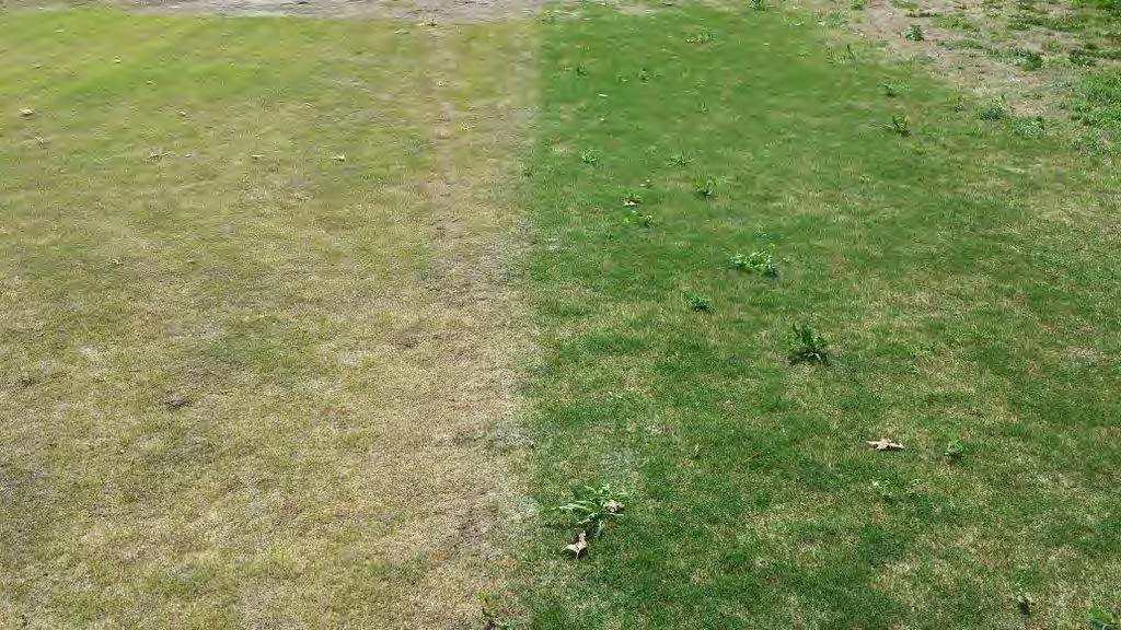 Bermudagrass spring greenup differences