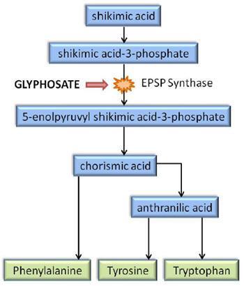 Glyphosate in Roundup Glyphosate Tolerant Crop e.g.