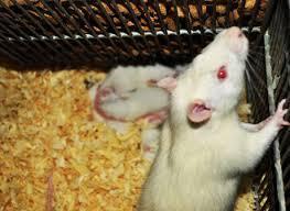 Methods - Rats and Diets Ethical guidelines of animal experimentation (CEE 86/609) :