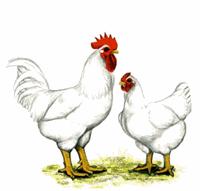 PAGE 3 The Economic Value of Applying Poultry Litter in the Fall Spring application of poultry litter is ideal for maximizing the economic value of poultry litter but faces challenges that include