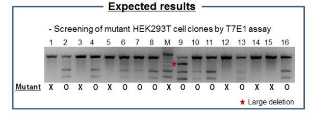 Validation of CRISPR activity Target PCR condition setup Detailed procedure of PCR condition setup and mutation detection assay can be found in the T7E1 assay protocol (separate file) The purpose of