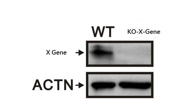 TA-cloning and sequencing: 1) Target site PCR amplification: use 0.1-1 ug of genomic DNA as templates, PCR protocol: High Fidelity PCR Enzyme Mix, TOOLS 2x Super Hi-Fi tag mastermix KTT-BB05.