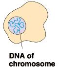 Restriction endonucleases Bacteria use restriction enzymes to cut foreign DNA.