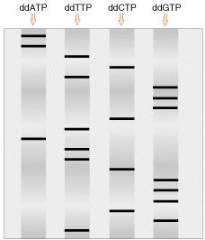 Sanger sequencing Sanger sequencing DNA