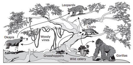 15. The prairie food web illustrated here has producers and consumers.