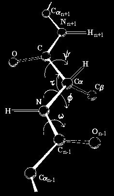 Conformation Flexibility Backbone (main chain of atoms in peptide bonds, minus side chains)